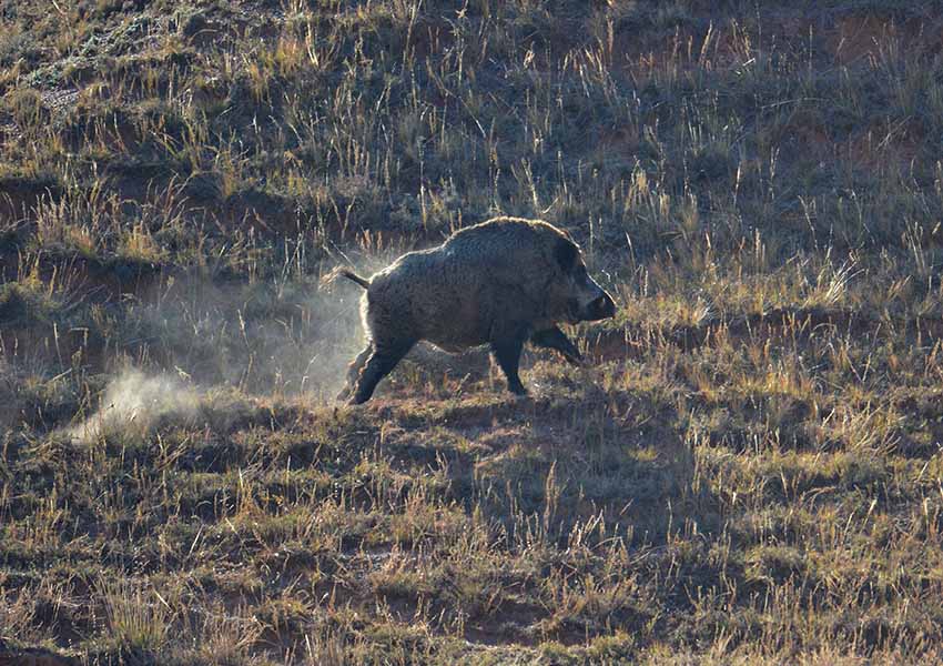 Lets go boar hunting in Texas