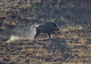 Lets go boar hunting in Texas doloremque