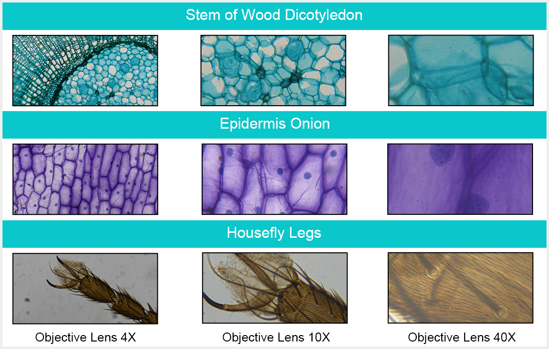 specimen of Stem of Wood Dicotyledon, Epidermis Onion, and Housefly Legs