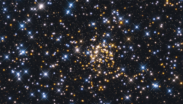 Caroline's rose cluster Caroline's rose cluster