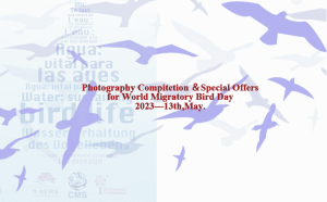 Photography Competition-World Migratory Bird Day 2023 doloremque
